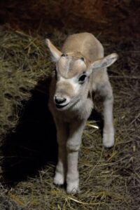 V zoo se narodilo mládě vzácného adaxe núbijského