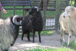 Ovce domácí – valašská