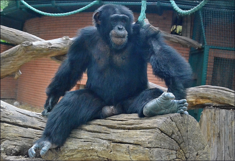 Šimpanz Sherley opouští zoo. Míří do Číny