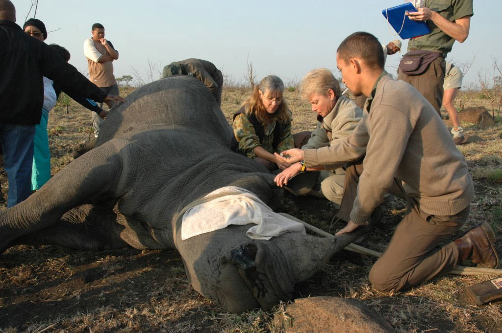 Zoo Hodonín podpořila záchranu nosorožců