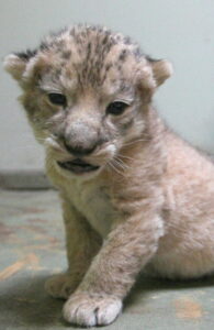Mládě ohroženého lva berberského v Zoo Hodonín